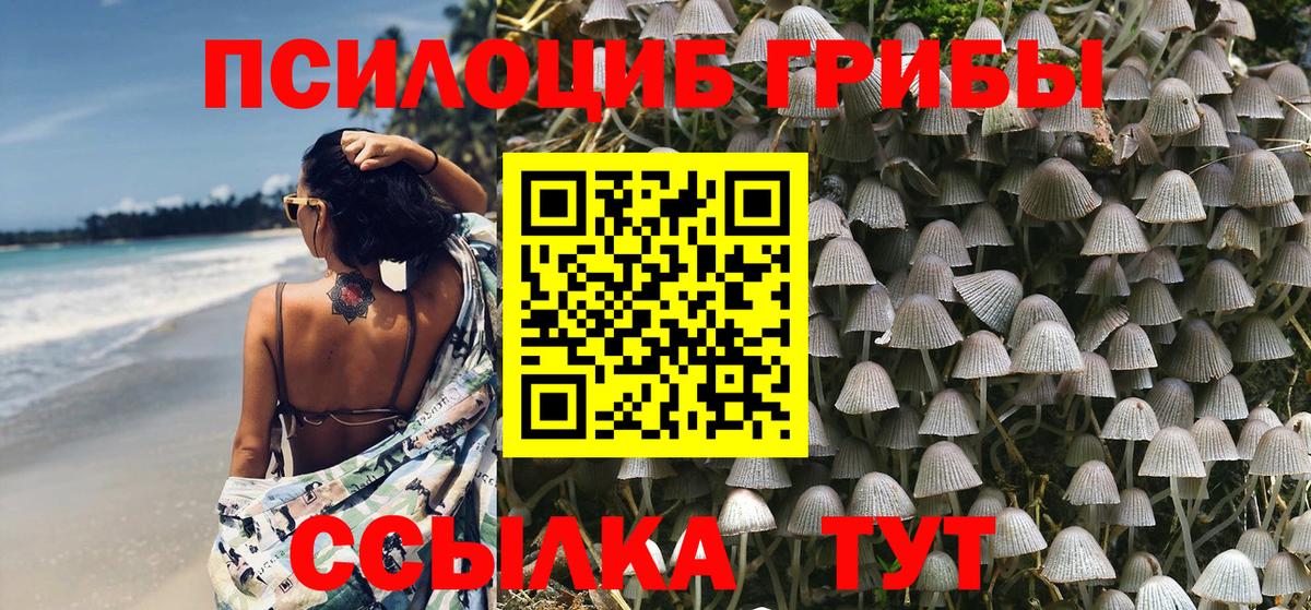 Псилоцибиновые грибы Psilocybine cubensis Кудымкар